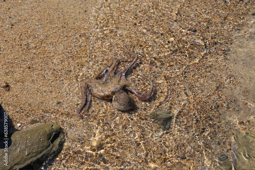 Octopus on the beach, Turkey © nas