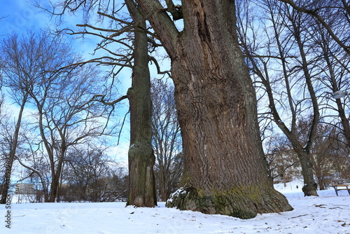 Part of an old oak tree. Winter day. photo