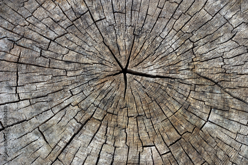 Fototapeta premium Baumstamm