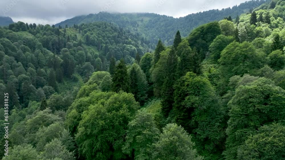 Aerial view of forest scenery. Aerial view of forest scenery.