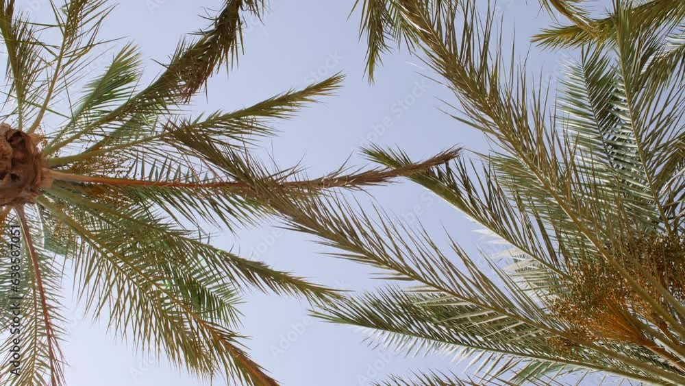 Palm trees bottom view on blue sky background. Tropical coconut palm leaf trees at sunlight. Beach on the tropical island. Slow motion. Looking Up. Advertising, background picture. High quality 4k Palm trees bottom view on blue sky background. Tropical coconut palm leaf trees at sunlight. Beach on the tropical island. Slow motion. Looking Up. Advertising, background picture. High quality 4k