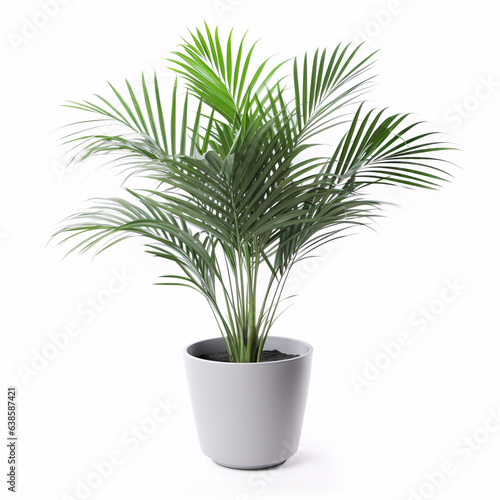 Kentia Palm Tree. In concrete grey pot. Houseplant isolated on white background photo