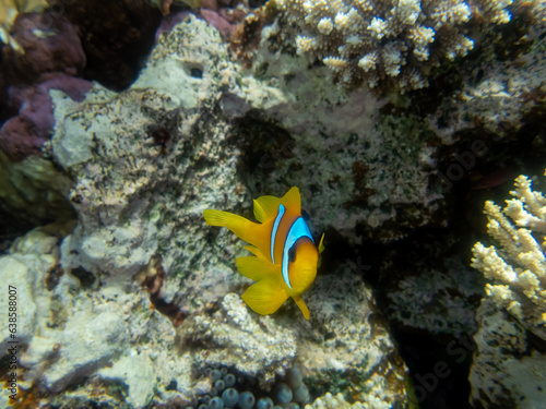 A small clownfish lives in a coral reef in the Red Sea.