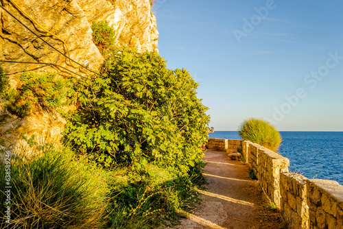 Sunlit cliffs, covered with branches of evergreen trees, in Petrovac na Moru, Montenegro.