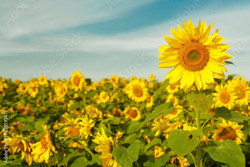 An endless field with bright yellow sunflowers on a sunny day against a blue sky a large sunflower in the foreground