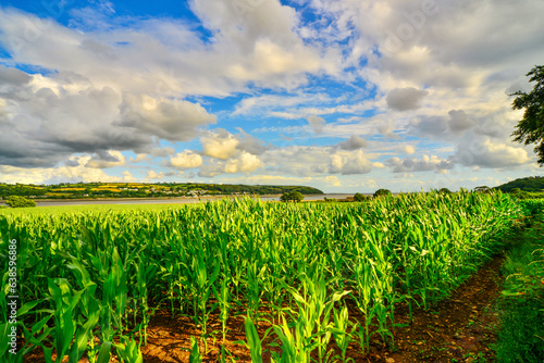 A Field of Corn near Llansteffan. photo