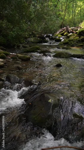 Cascading stream in the forest