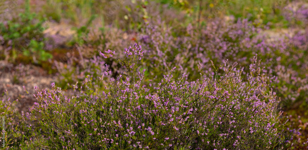 Fototapeta premium flowering Calluna vulgaris, common heather, ling, simply heather
