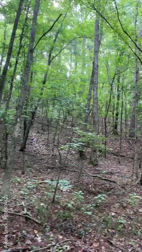 Lost in the Tranquil Wilderness: A Journey Through Enchanted Forest Paths