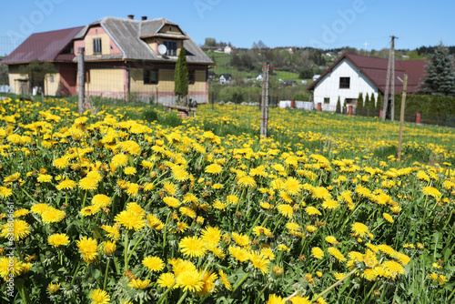 ZAKOPANE, POLAND - APRIL 17, 2023: A meadow full of dandelions among country houses.