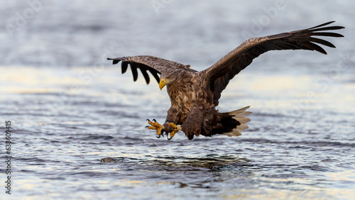 European white tailed eagle (Haliaeetus albicilla) catching fish photo