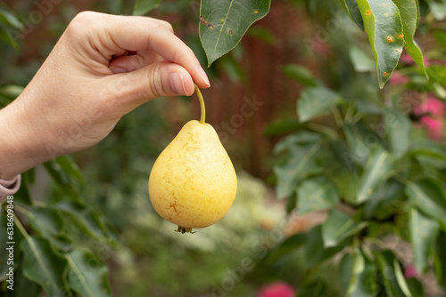 harvest of yellow pears on a branch in the garden