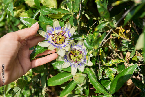 Passiflora blue plant, flowers close-up, decorative landscaping