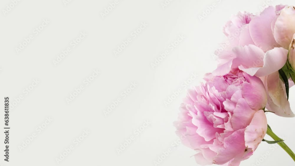 Beautiful pink peony bouquet open on pink background. Time lapse of Blooming peony or roses flowers opening close-up. Wedding, Valentine's Day concept. Birthday bunch. Flower closeup. 4K, place for Beautiful pink peony bouquet open on pink background. Time lapse of Blooming peony or roses flowers opening close-up. Wedding, Valentine's Day concept. Birthday bunch. Flower closeup. 4K, place for
