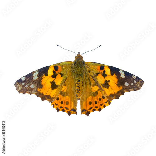 butterfly isolated on white background