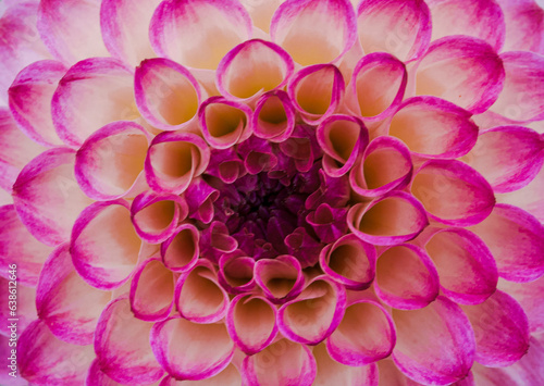 Beautiful details of a ball dahlia