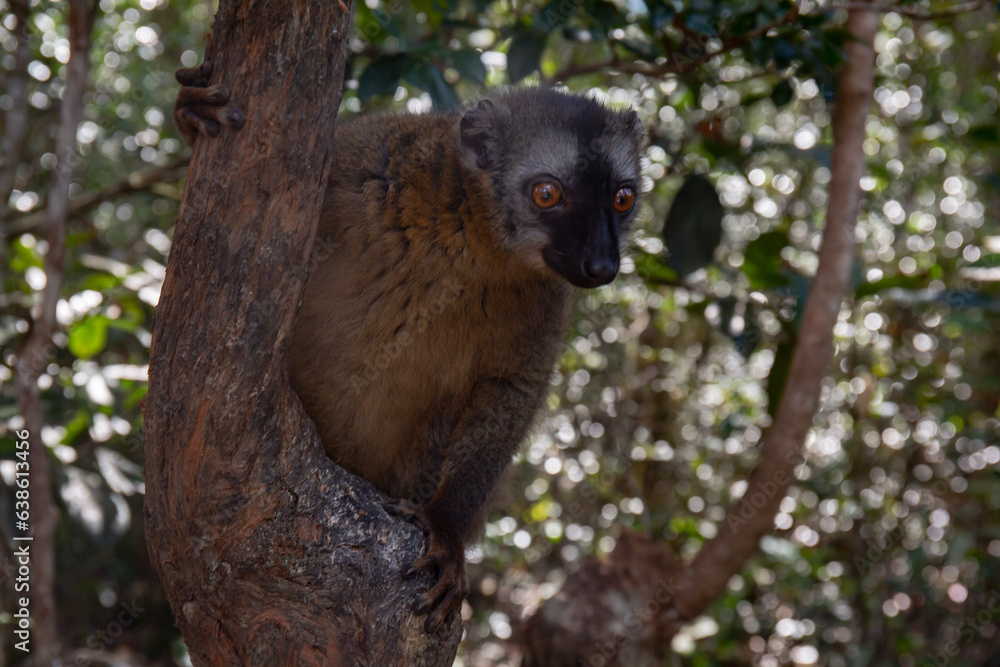 Fototapeta premium Red fronted brown lemur