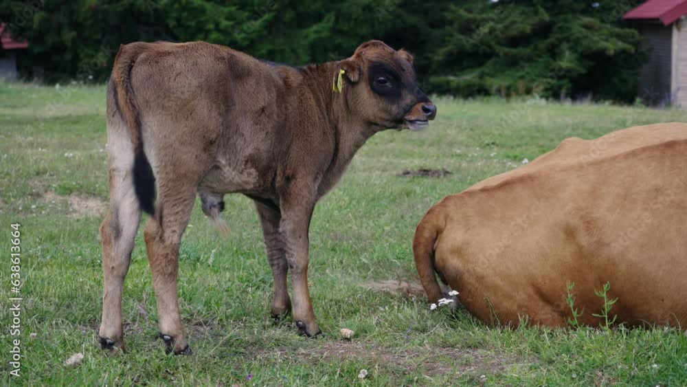 Small calf standing on pasture meadow and move tail in slow motion, farming industry concept Small calf standing on pasture meadow and move tail in slow motion, farming industry concept
