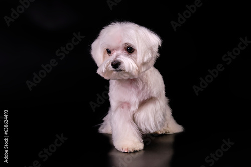A small white dog of the Maltese lapdog breed with one raised paw looks a little to the side