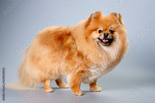 Pomeranian dog close-up on a gray background with a beautiful haircut