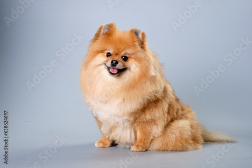 Pomeranian dog of red color with a beautiful muzzle © Ihar