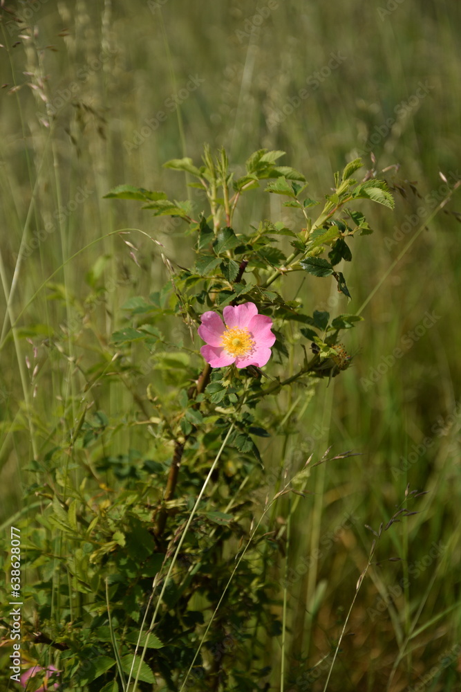 Fototapeta premium Wild rose flower on summer meadow.