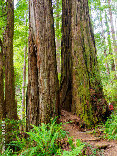 Circular series of redwood trees growing from one ancient stump, Eureka California
