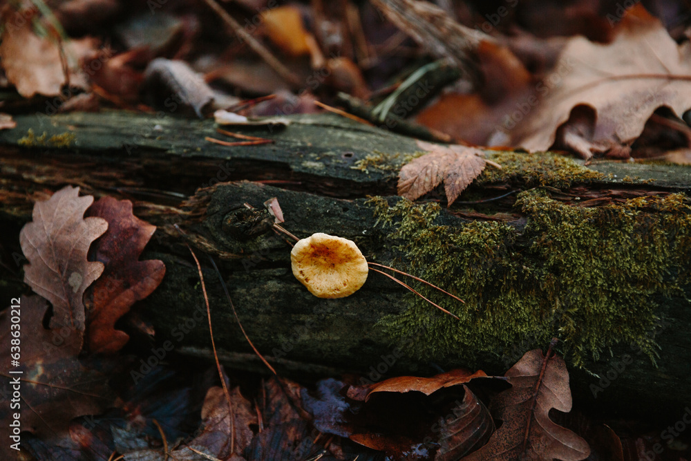 mushrooms on the tree mushrooms on the tree