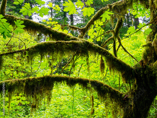 Redwood branches hung with moss, Eureka California