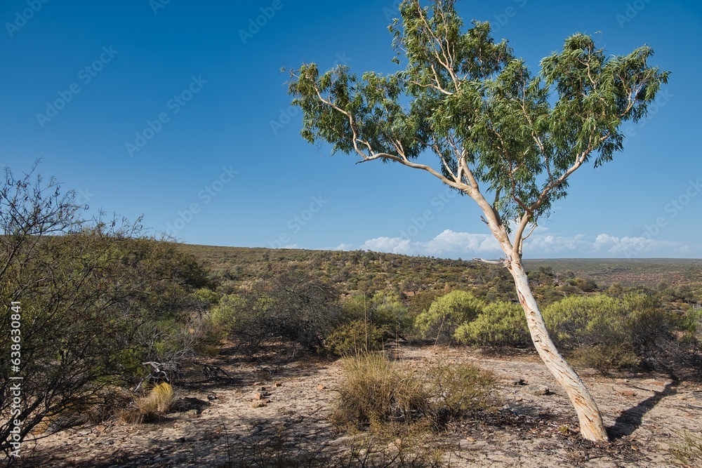 Single Tree in Kalbarri National Park, Western Australia. Beautiful landscapes and bushland scenery in Kalbarri National Park. The amazing Western Australian landscapes and nature. Single Tree in Kalbarri National Park, Western Australia. Beautiful landscapes and bushland scenery in Kalbarri National Park. The amazing Western Australian landscapes and nature.