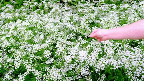 hand holding beautiful summer landscape, background, white flower Anise honey, medicinal plant, Anise Fenugreek, Pimpinella anisum, spring, summer season, nature protection, background for designer photo