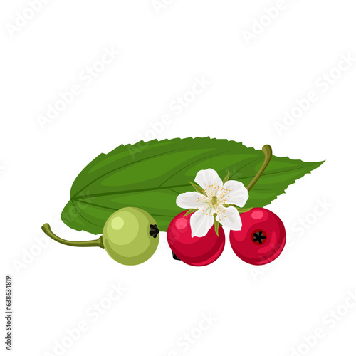 Vector illustration, Muntingia calabura,also called jamaican cherry, panama berry and strawberry tree, isolated on white background. photo