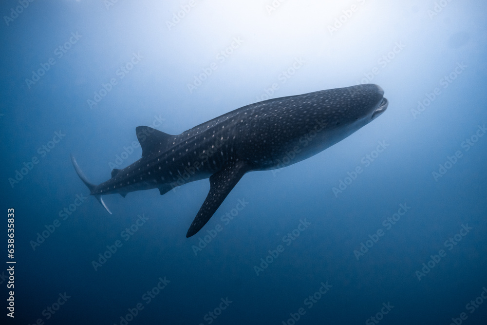 Whle shark Maldives