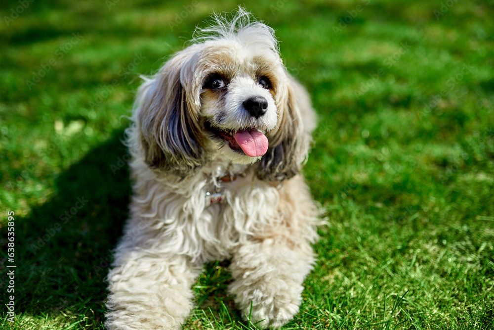 Curious Chinese crested powder puff dog laying on the grass. White fluffy fur, tongue out. Canine companionship, four-legged friend. Grooming salon advertising. Mock-up for dog adoption campaign.