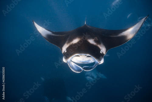 Manta ray Maldives