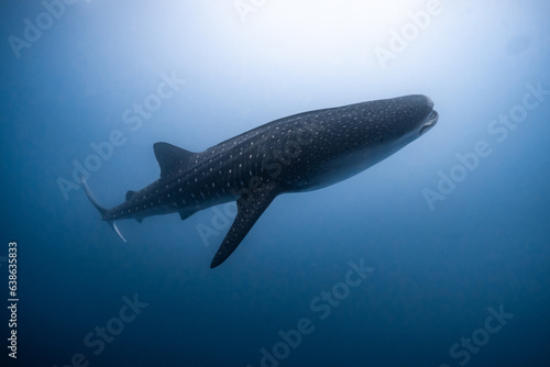 Whle shark Maldives