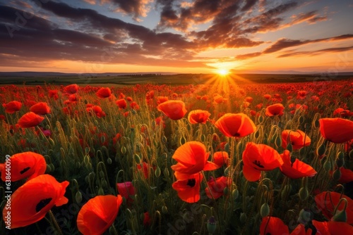 Fields of Sunset Whispers: Exploring the Enchanting Poppy Landscape in the Golden Hour 