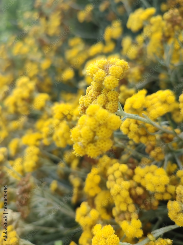 Doğadaki sarı çiçekler, Helichrysum angustifolium