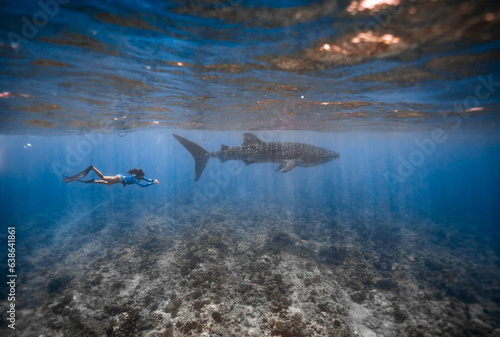 Whale shark snorkeling Maldives