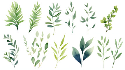 Watercolor floral illustration set - green leaf branches collection, for wedding stationary, greetings, wallpapers, fashion, .Collection botanicals
