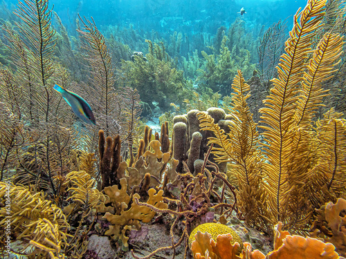 Caribbean coral garden