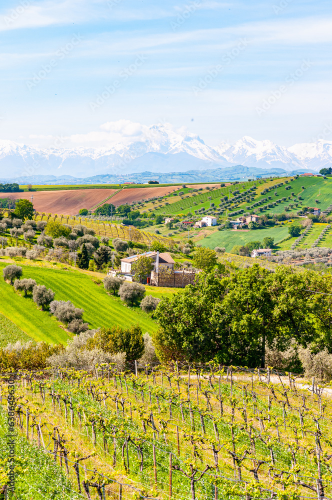 Front view  far distance of, Torano Nuovo country side of, grape vineyards, olive groves  and snow capped mountain views, Italy