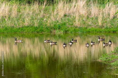 Canada Geese Swimming On The Park Pond During Spring Migration In Wisconsin