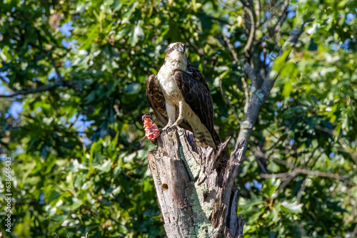 osprey with fish