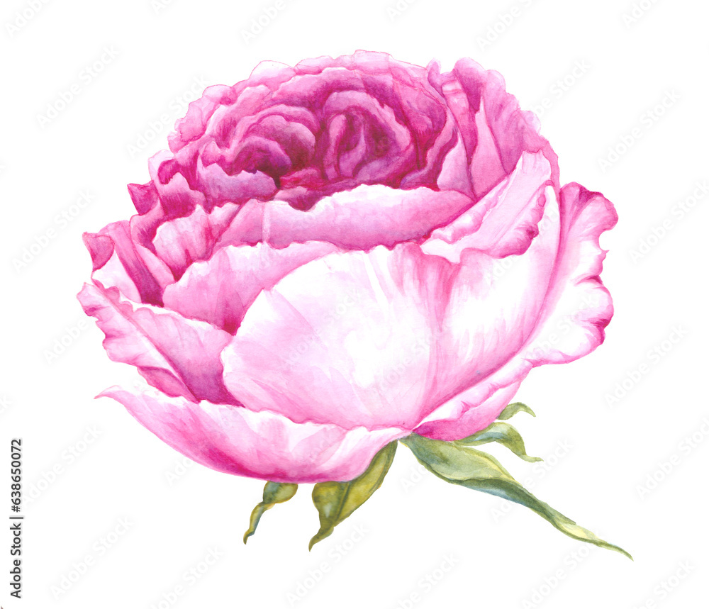 Rose elegant watercolor flower. Pink illustration Rose elegant watercolor flower. Pink illustration
