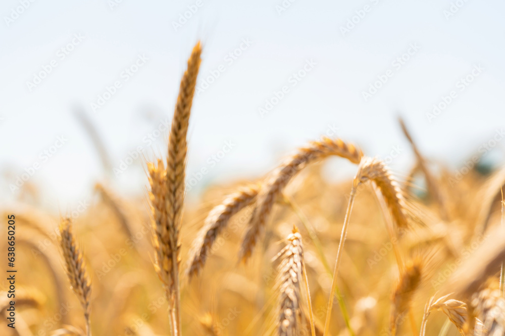 Fototapeta premium Rye field on sunny day, closeup. Close up of rye ears, field of rye in summer day