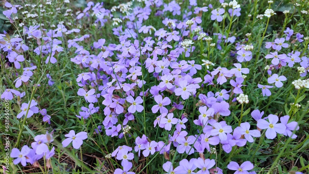 Obraz premium natural Aubrieta x Cultorum