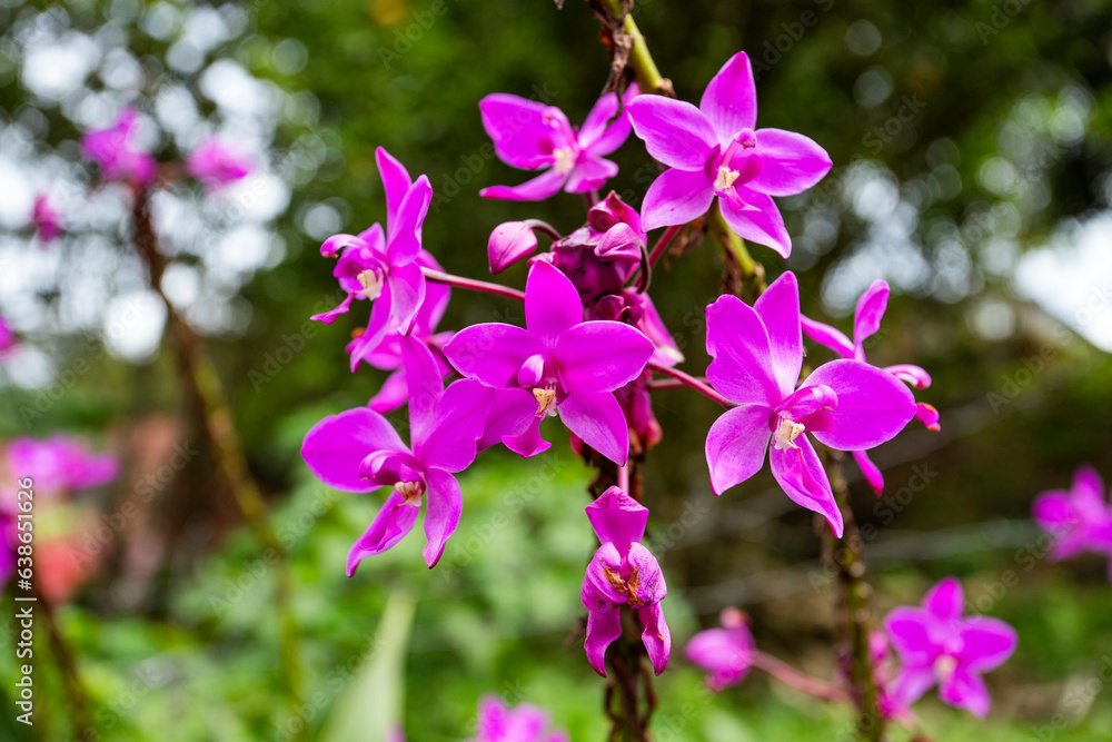 Spathoglottis plicata, commonly known as the terrestrial orchid Spathoglottis plicata, commonly known as the terrestrial orchid