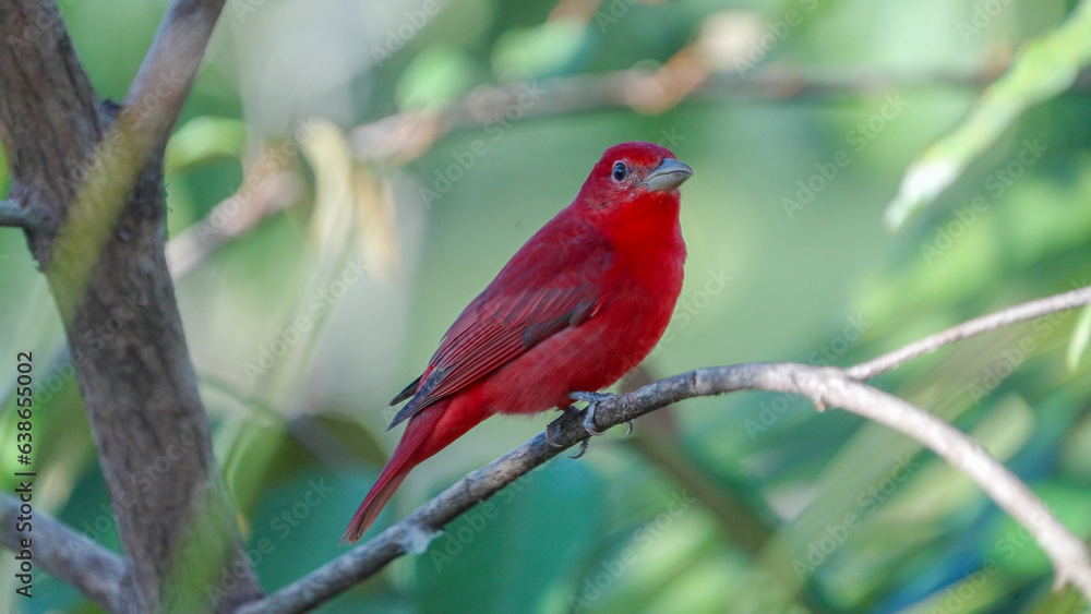 a male summer tanager perched on a branch