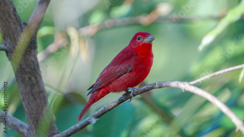 a male summer tanager perched on a branch